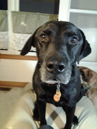 Bill, the dog, critiques